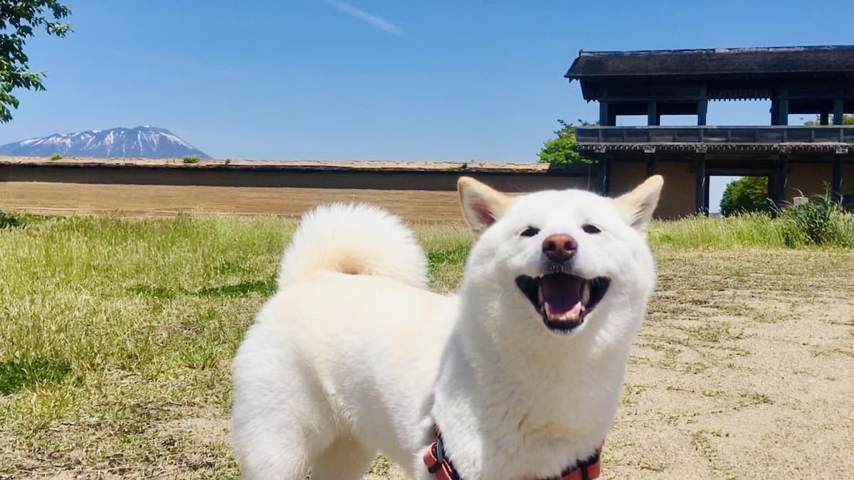 【柴犬好き必見】希少な白柴の魅力を5つの特徴からご紹介! | 白柴つくしのブログ