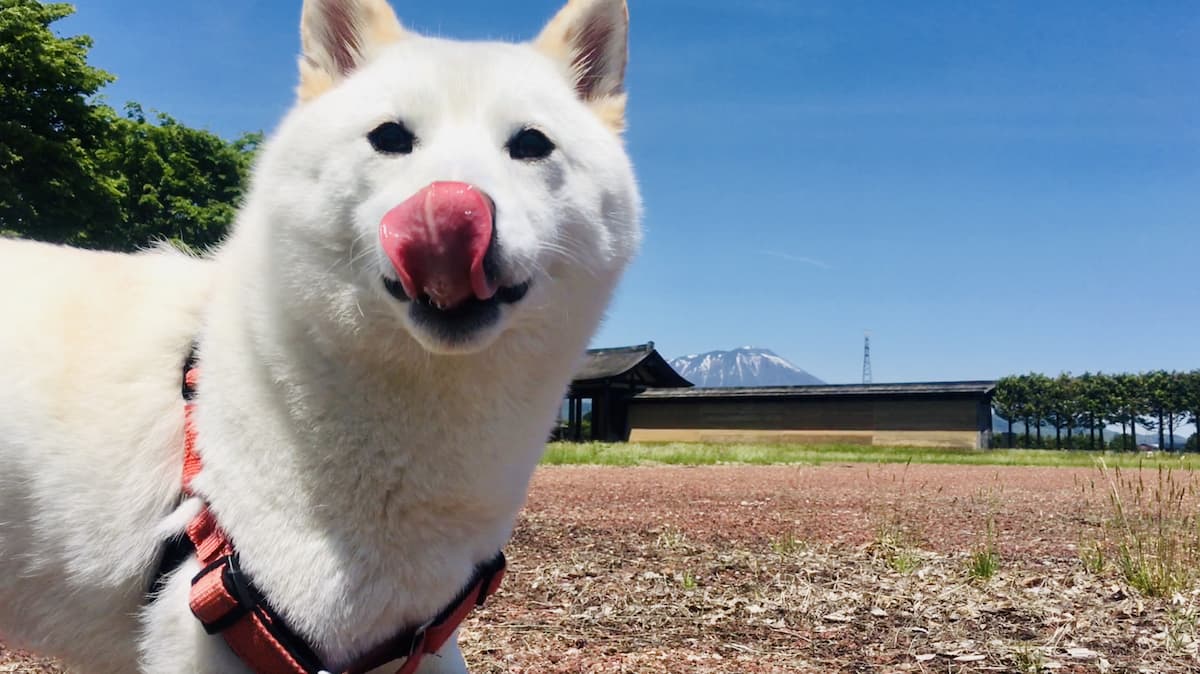 【柴犬好き必見】希少な白柴の魅力を5つの特徴からご紹介! | 白柴つくしのブログ