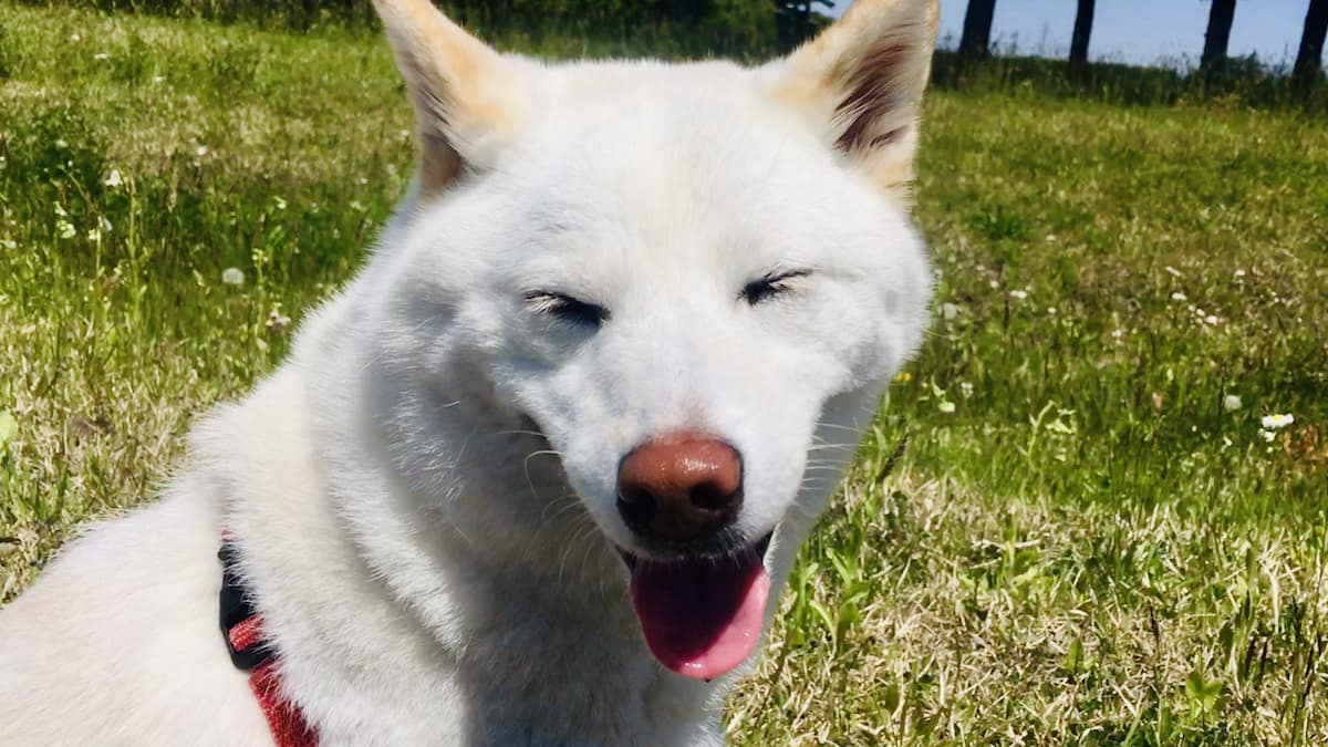【柴犬好き必見】希少な白柴の魅力を5つの特徴からご紹介! | 白柴つくしのブログ