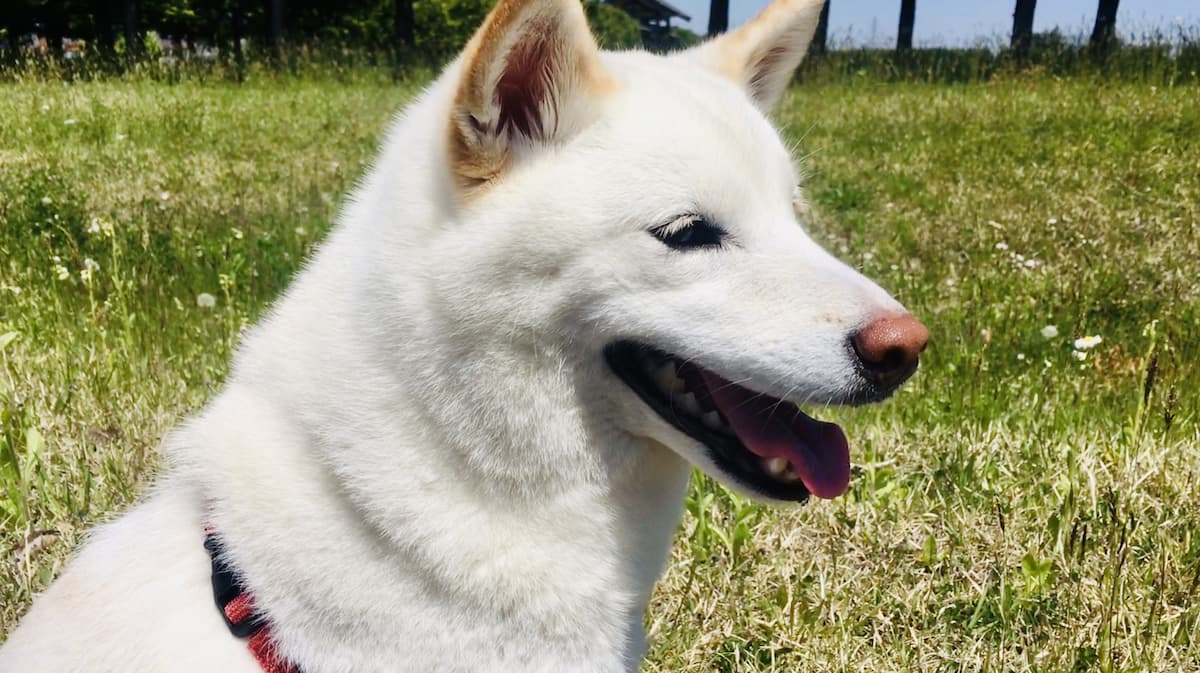 【柴犬好き必見】希少な白柴の魅力を5つの特徴からご紹介! | 白柴つくしのブログ