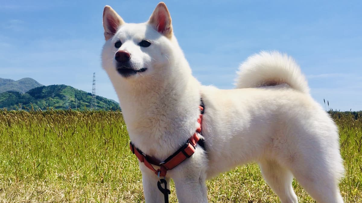 【柴犬好き必見】希少な白柴の魅力を5つの特徴からご紹介! | 白柴つくしのブログ