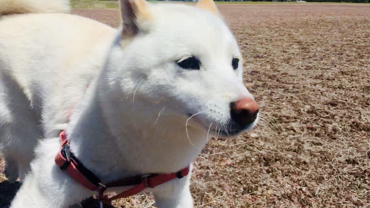 【必見】白柴犬の性格5選!この飼い主に忠実な愛犬を見てほしい! | 白柴つくしのブログ