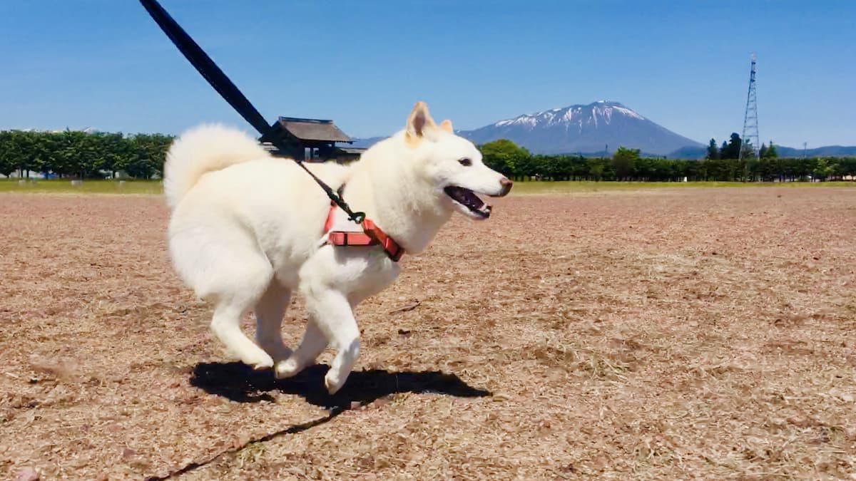 【柴犬好き必見】希少な白柴の魅力を5つの特徴からご紹介! | 白柴つくしのブログ
