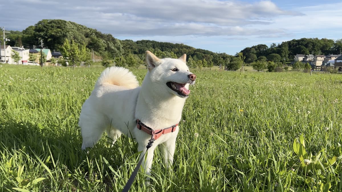 白柴犬ってこんな性格です!白柴の性格ベスト5 | 白柴つくしのブログ