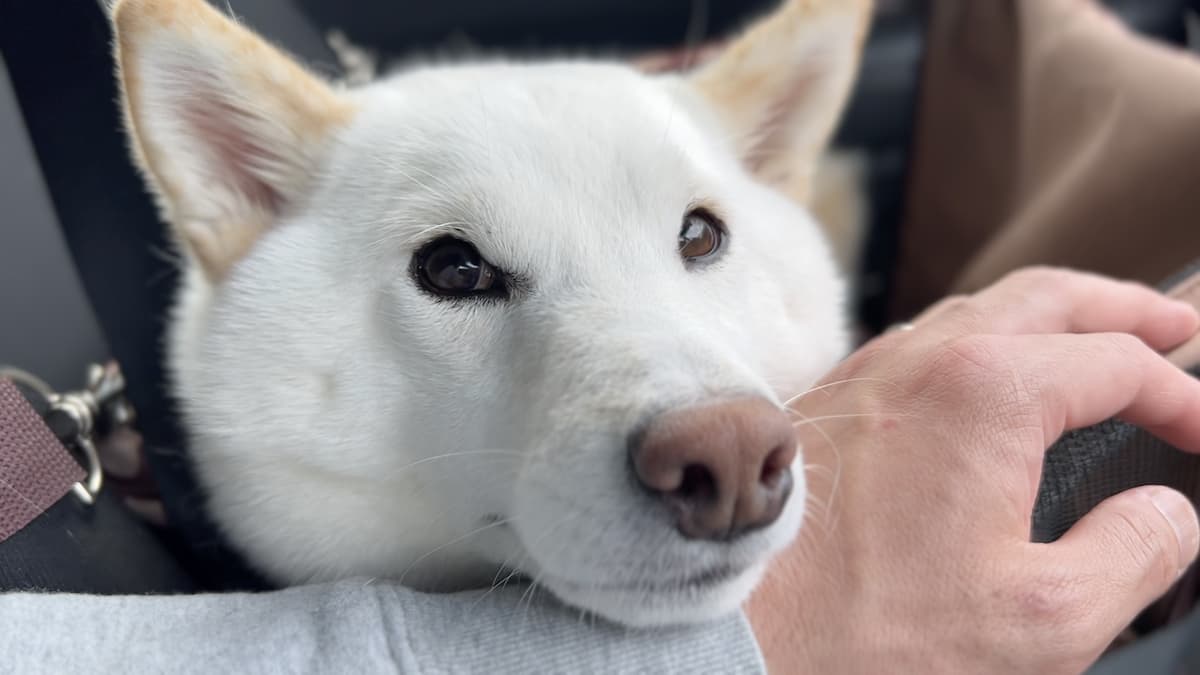 【必見】白柴犬の性格5選!この飼い主に忠実な愛犬を見てほしい! | 白柴つくしのブログ