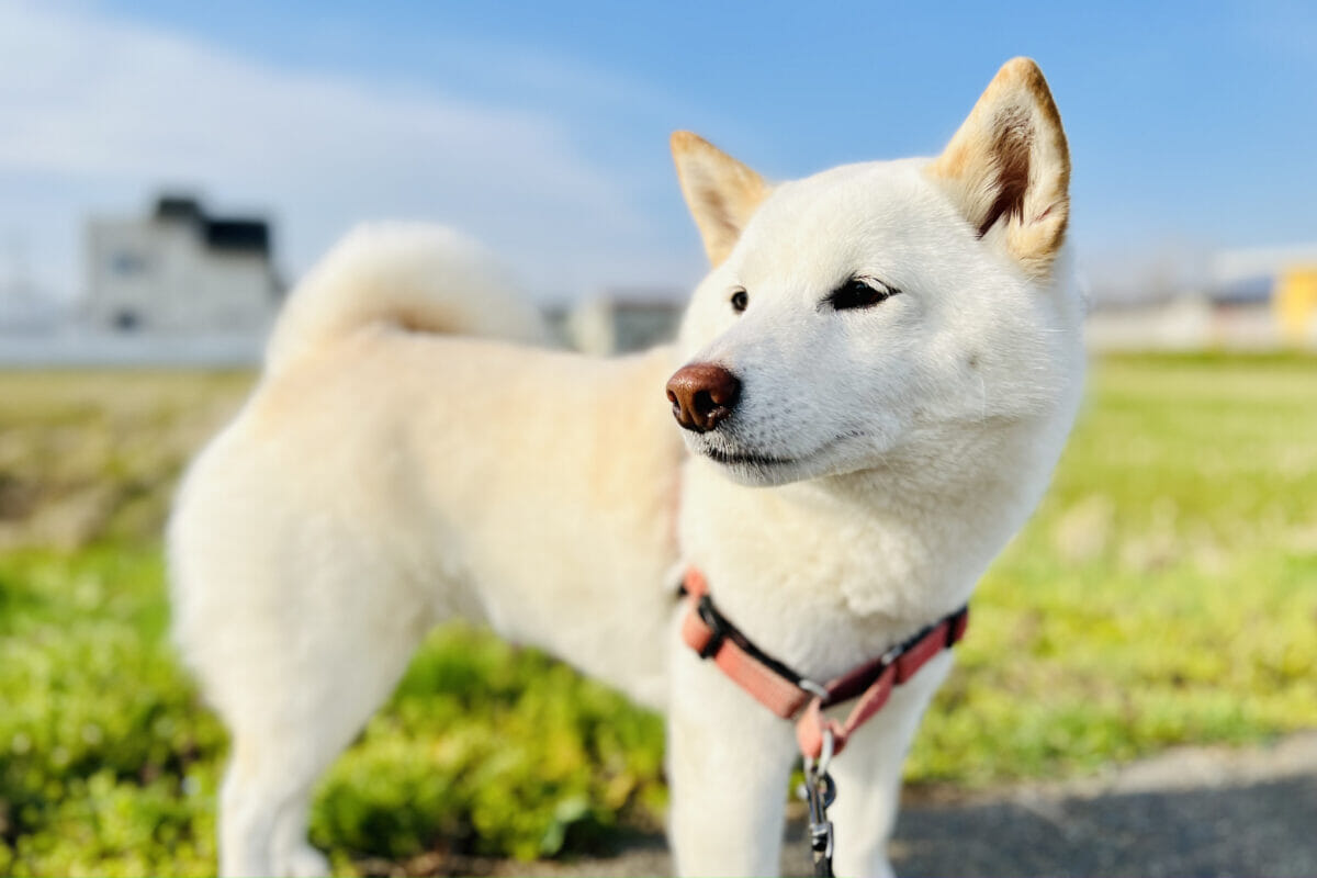 白柴を飼う前に知っておくべき覚悟と心構えについて解説!飼い主が負うべき責任とは? | 白柴つくしのブログ